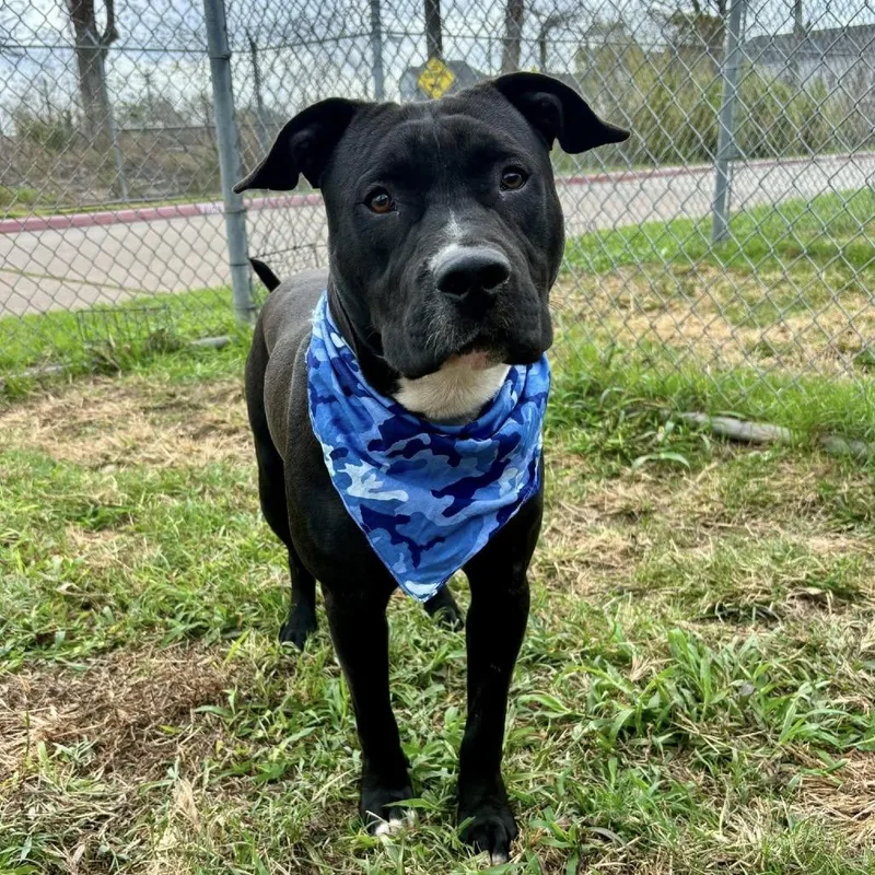 An adult medium-sized male Black American Staffordshire Terrier dog named Billy Joe for adoption in Pittsburgh, PA