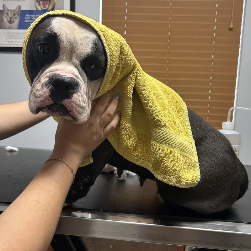 Meet DELILAH  what thumbnail 2