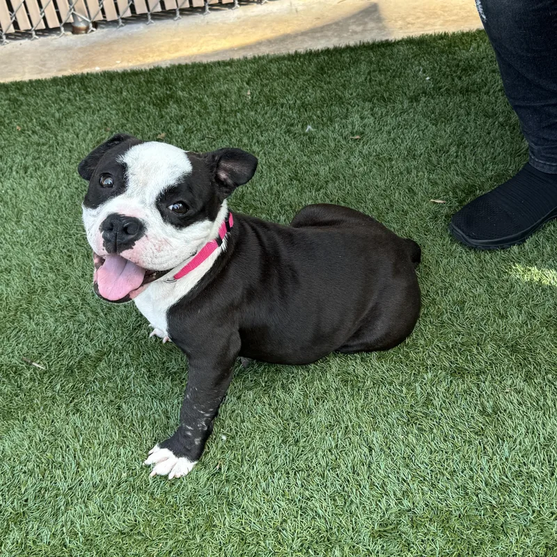 Meet DELILAH  what thumbnail 3
