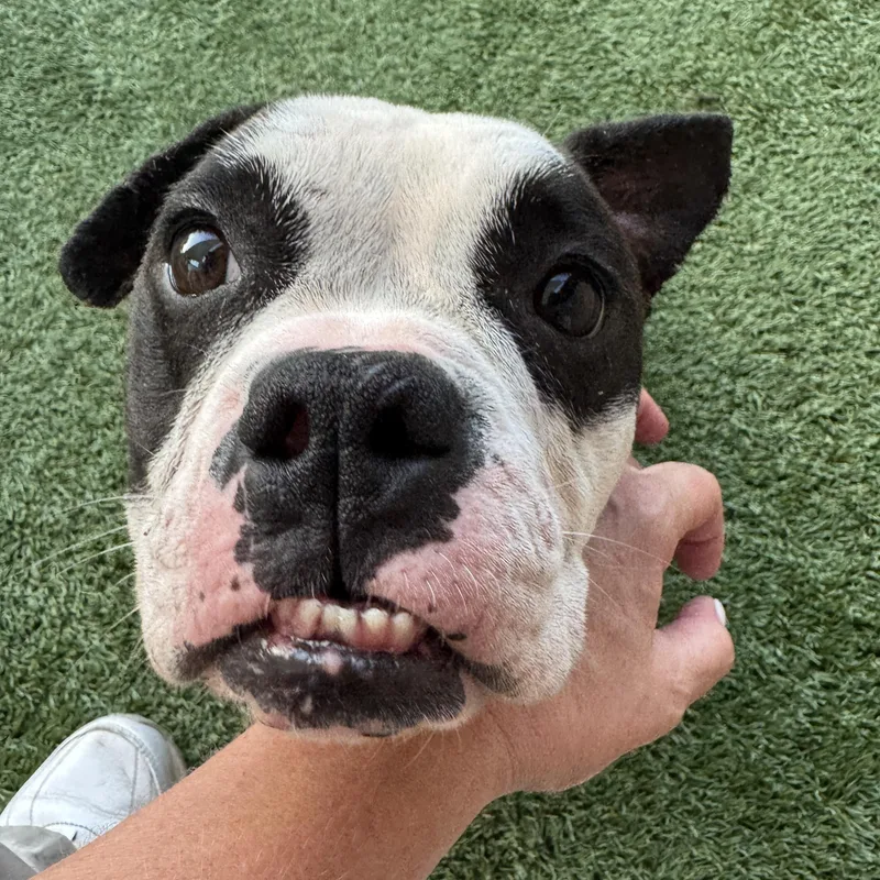 Meet DELILAH  what thumbnail 4