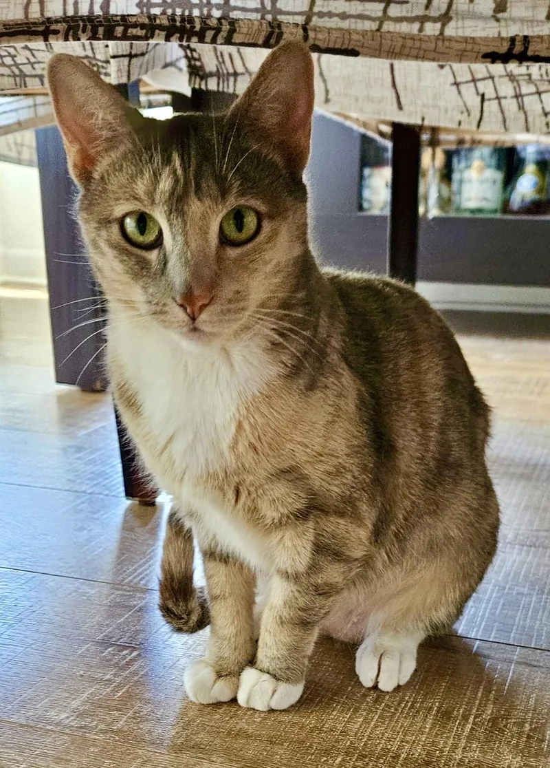 An adult medium-sized female Dilute Calico Dilute Tortoiseshell cat named Jewel for adoption in San Juan Capistrano, CA