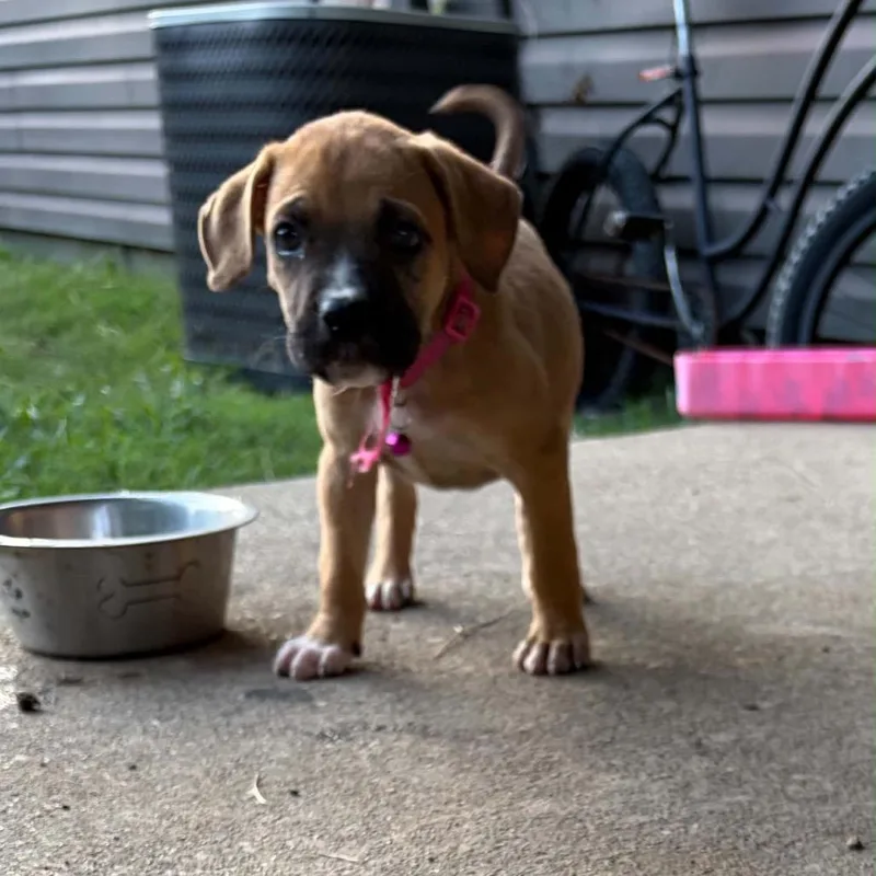 A baby small-sized female Brown / Chocolate Mixed Breed dog named Take Off for adoption in Charleston, WV
