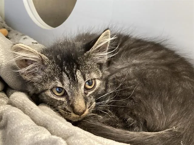 A baby small-sized male Domestic Medium Hair cat named Hector for adoption in Tustin, CA