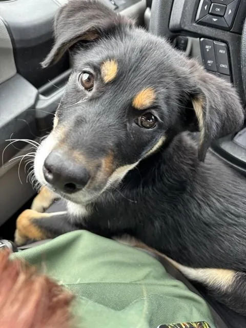 A baby medium-sized male Labrador Retriever dog named Benji for adoption in Forney, TX