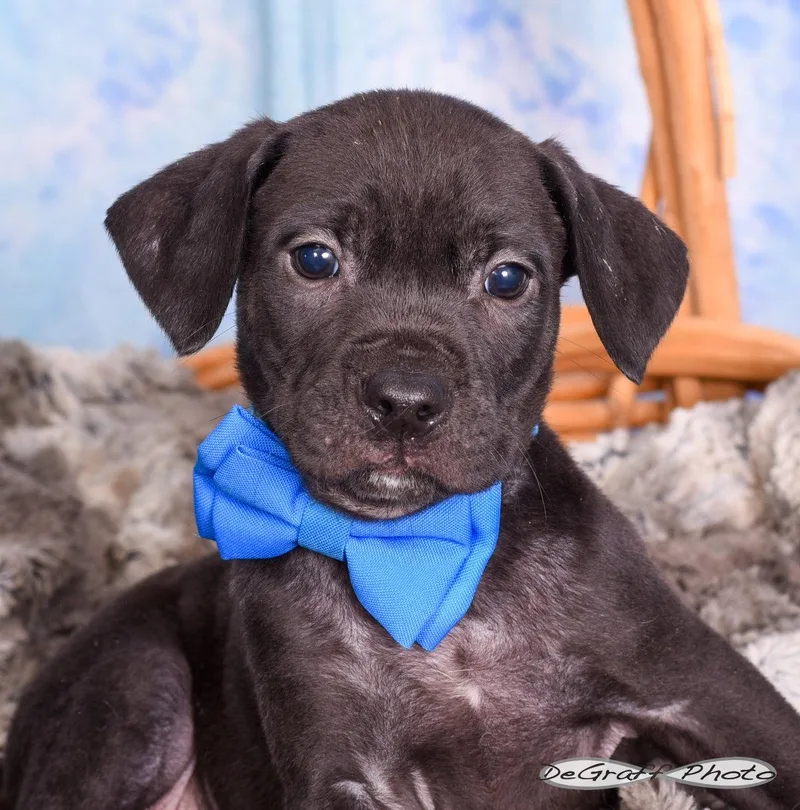 A baby large-sized male Labrador Retriever dog named Sputnik for adoption in Pittsboro, NC