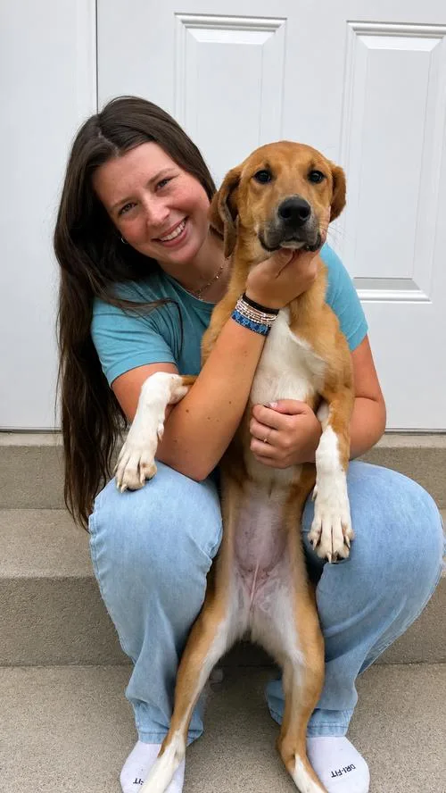A young medium-sized female Great Pyrenees dog named Ayla for adoption in Chuckey, TN