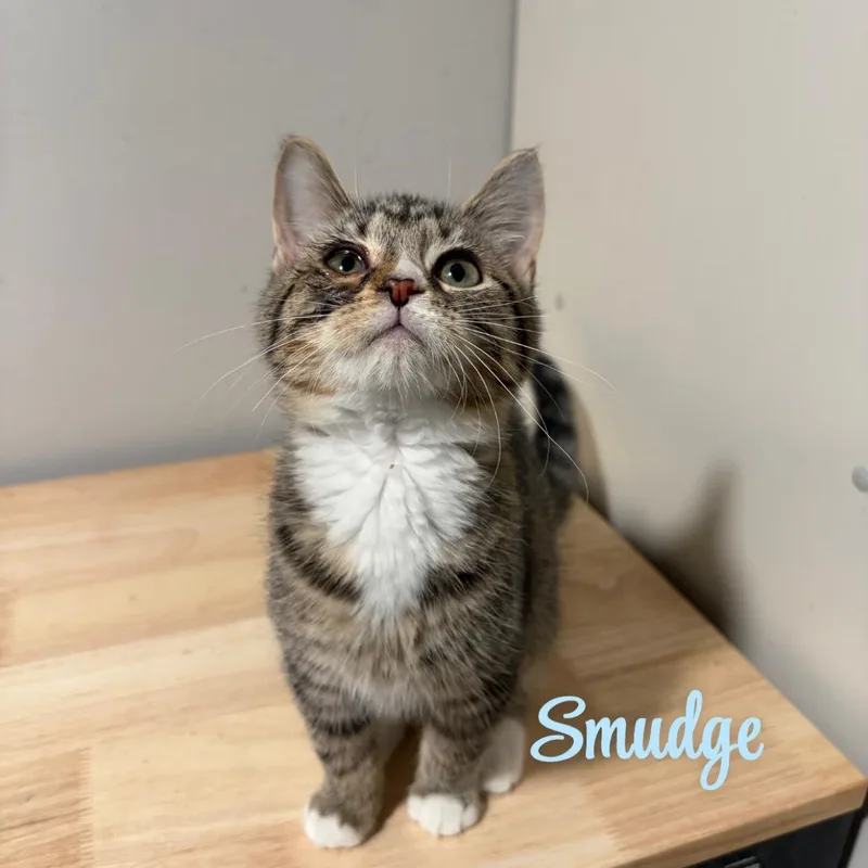 Smudge
