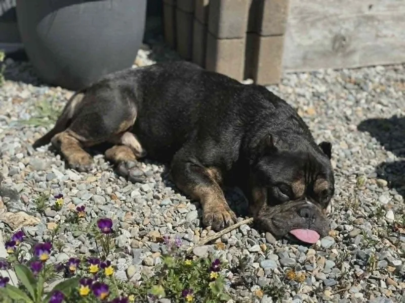 An adult medium-sized male Tricolor (Brown, Black, & White) English Bulldog dog named Albus for adoption in Rathdrum, ID