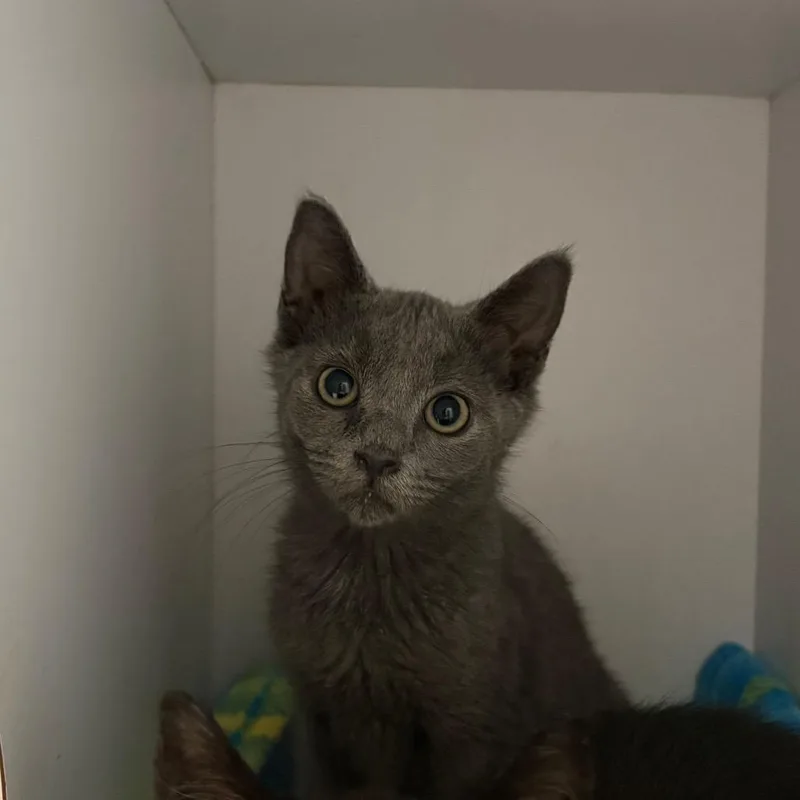 A baby small-sized female Gray / Blue / Silver Domestic Short Hair cat named Beetle for adoption in Kanab, UT