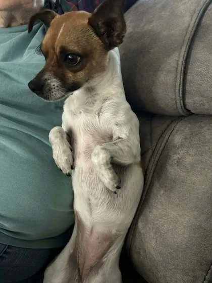 A baby small-sized female Terrier dog named Fritillary for adoption in Savannah, GA