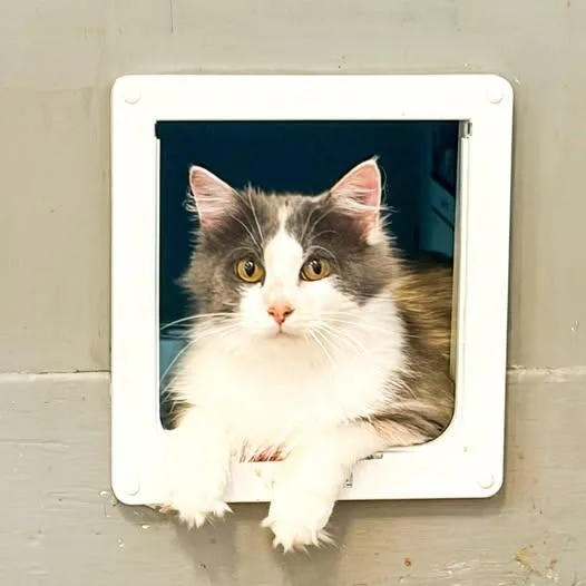 A young medium-sized female Domestic Long Hair cat named Sweater Weather for adoption in St. Louis, MO