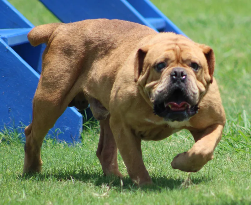 An adult large-sized male Yellow / Tan / Blond / Fawn Bulldog dog named Beef Ravioli for adoption in Temple, TX