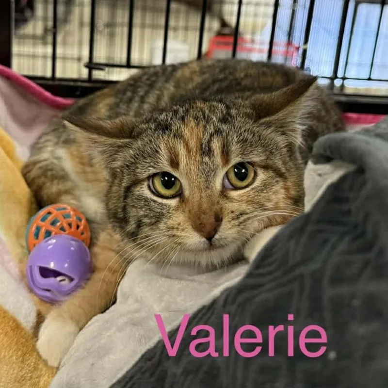 A young small-sized female Calico Domestic Short Hair cat named Valerie for adoption in Richmond, IN