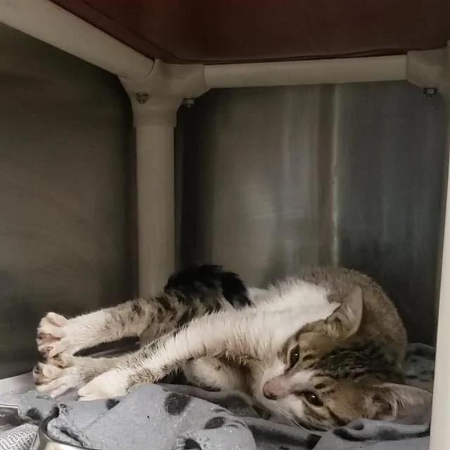 A baby small-sized female Domestic Short Hair cat named Tabitha for adoption in Charlotte, NC