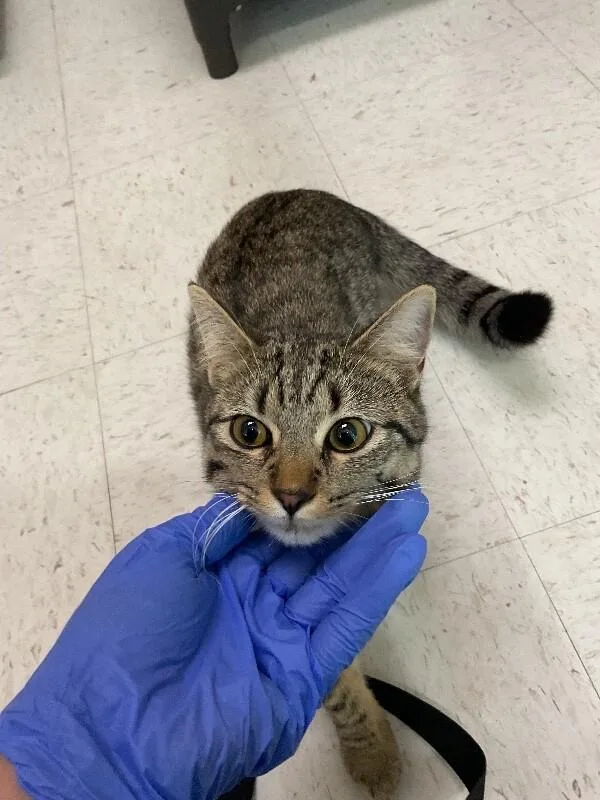 An adult medium-sized male Tabby (Brown / Chocolate) Domestic Short Hair cat named Toothless for adoption in Hobbs, NM