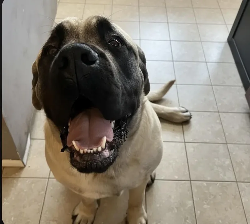A young extra large-sized male Mastiff dog named Floyd for adoption in Akron, OH