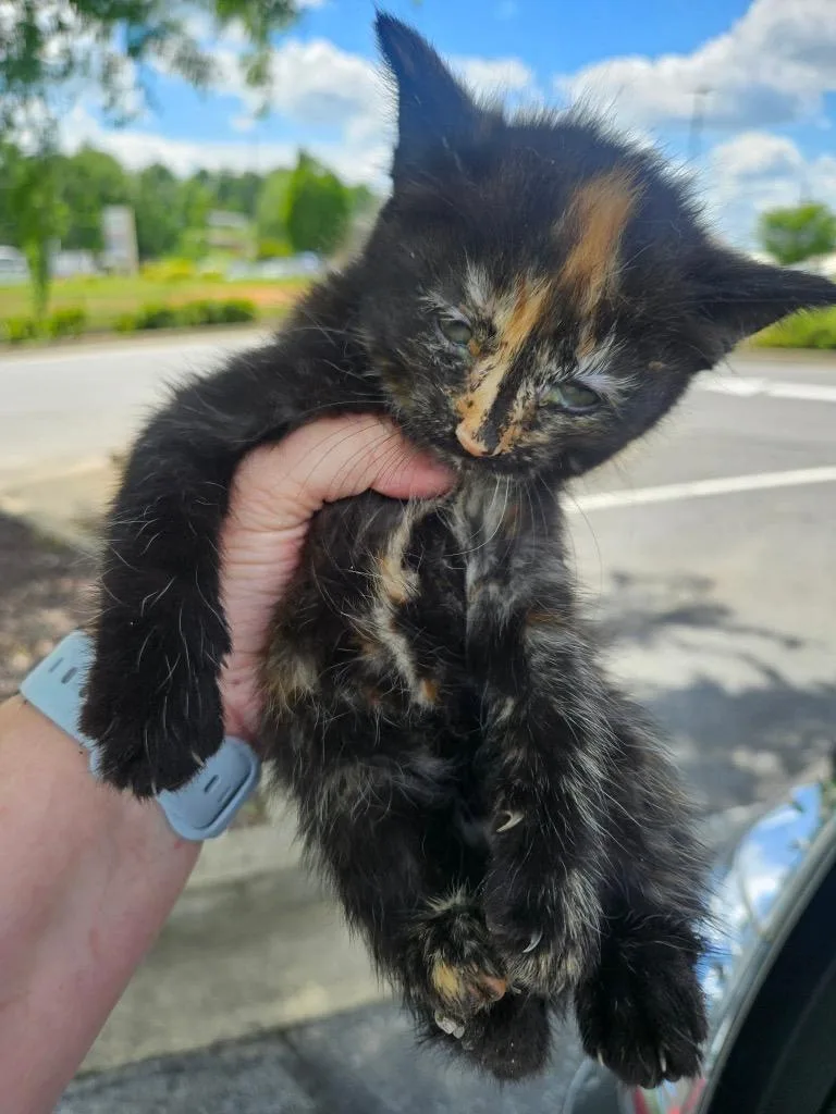 A baby medium-sized female American Bobtail cat named Choriza for adoption in Johnson City, TN