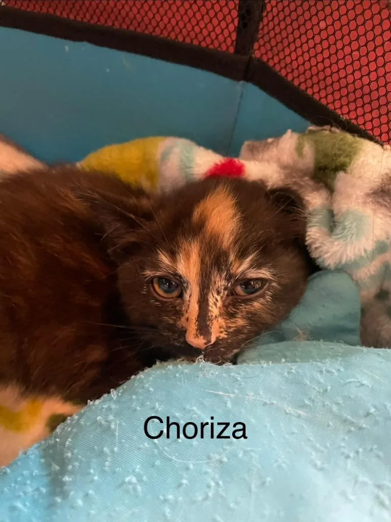 Choriza thumbnail 4