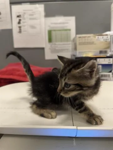 A baby small-sized male Domestic Short Hair cat named (NONE MALE) for adoption in San Martin, CA