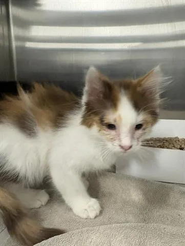 A baby small-sized female Domestic Short Hair cat named Daisy for adoption in San Martin, CA