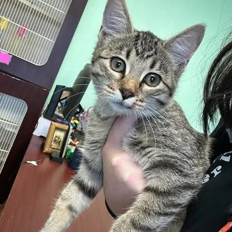 A baby small-sized female Black Domestic Short Hair cat named Raven for adoption in Madill, OK