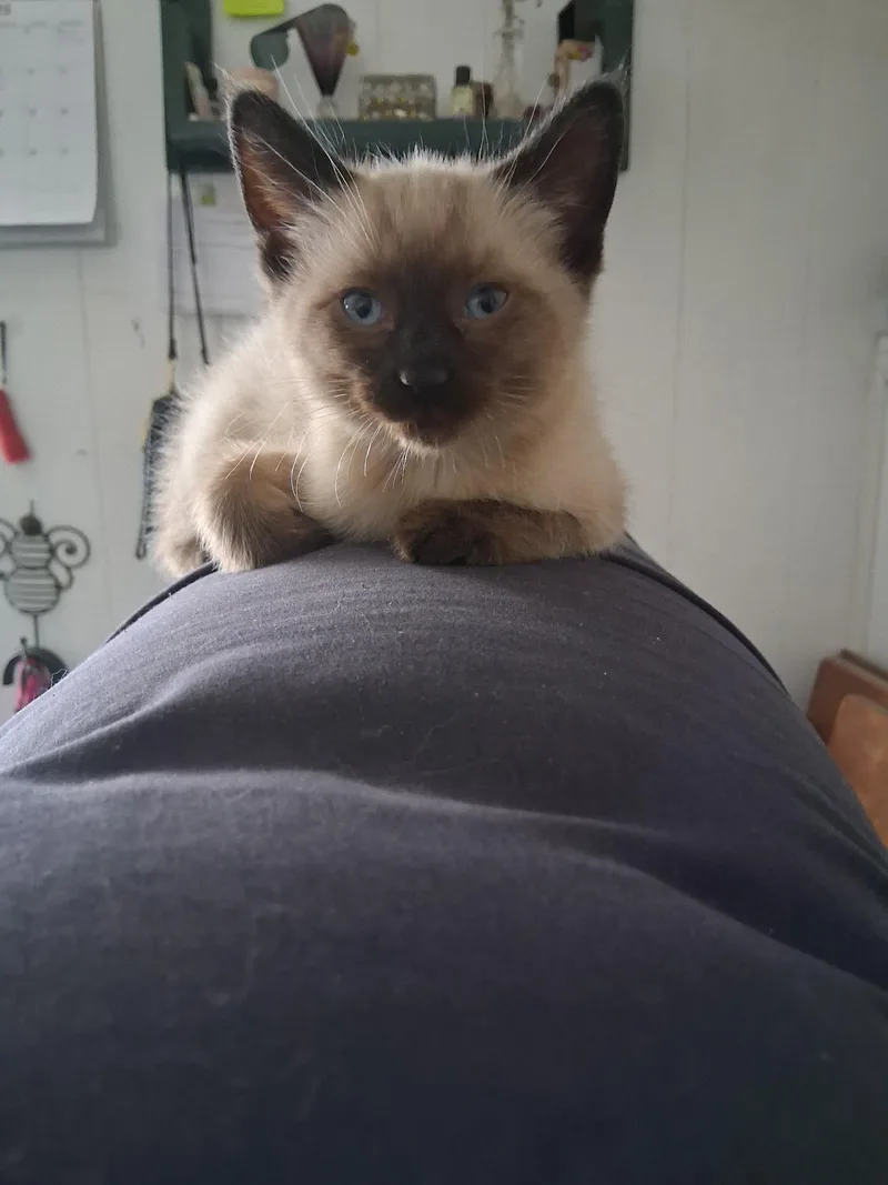 A young medium-sized female Cream Point Siamese cat named Easter for adoption in Pocatello, ID