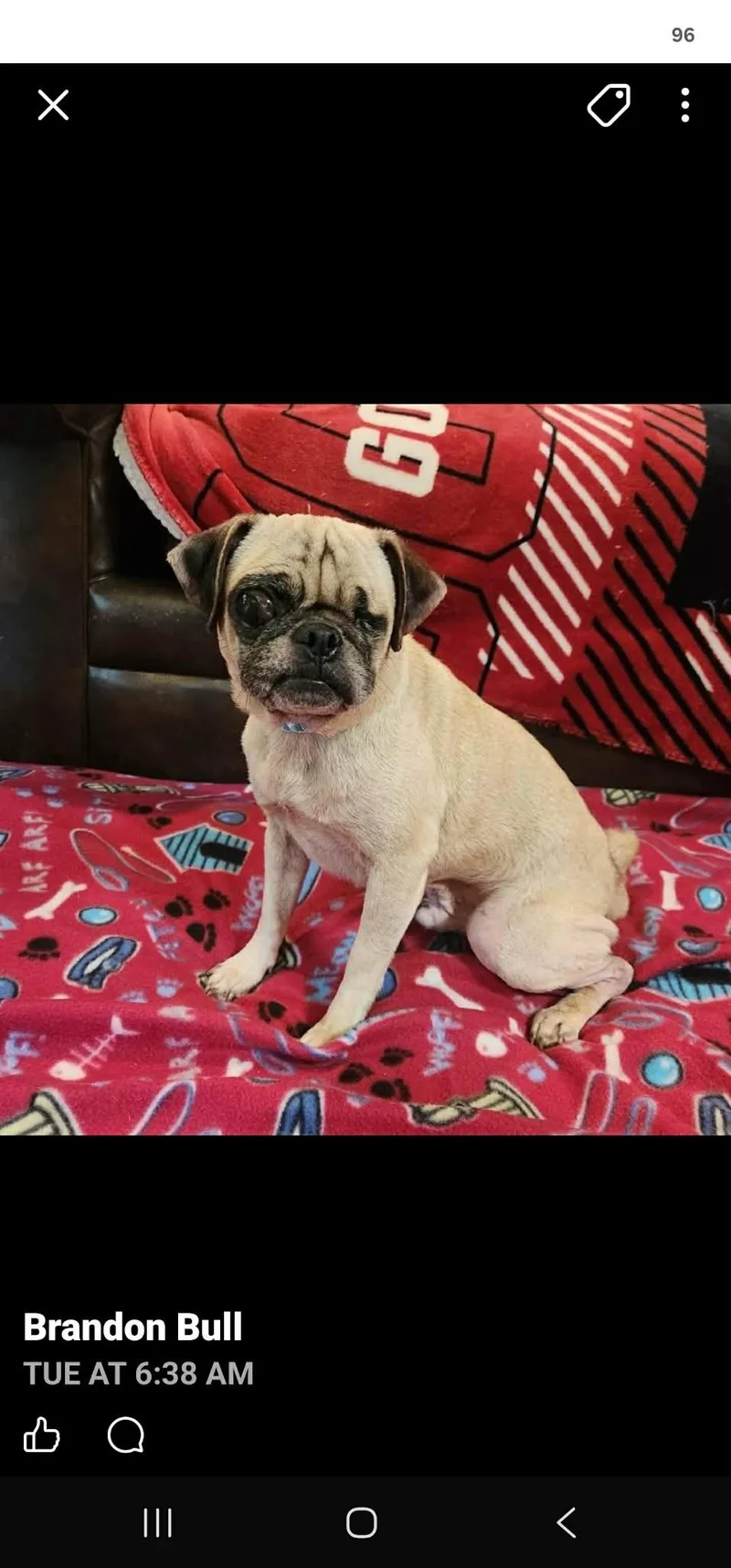 A young small-sized male Pug dog named Winston for adoption in Windsor, CO