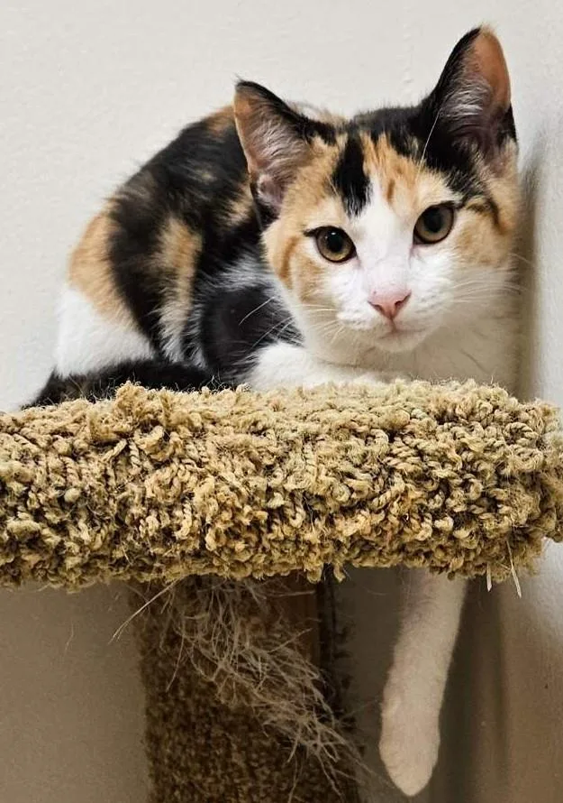 A baby medium-sized female Calico Domestic Short Hair cat named Ivanna for adoption in Milwaukee, WI