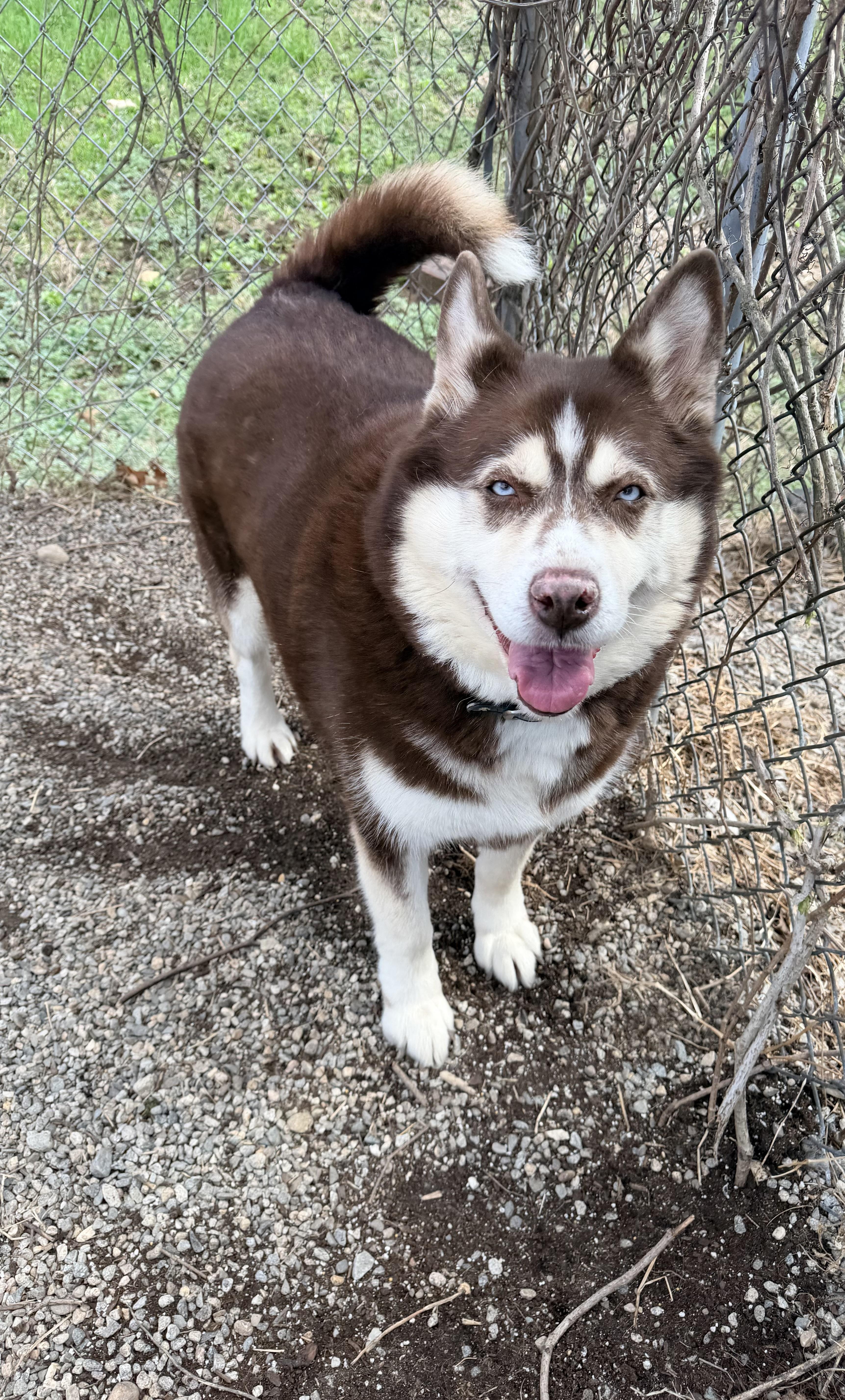 An adult large-sized female Siberian Husky dog named Mabel Aka Mae for adoption in Willimantic, CT