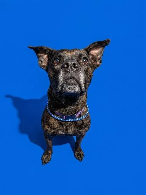 An adult medium-sized female Mixed Breed dog named Aurora for adoption in Jacksonville, FL
