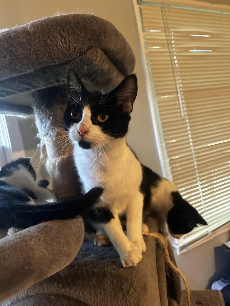 An adult medium-sized female Domestic Short Hair cat named Luna Cd for adoption in Greenville, SC