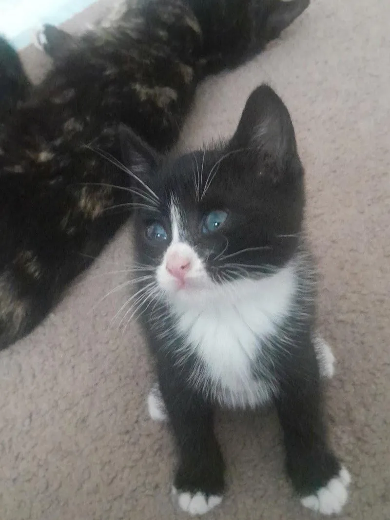 A baby medium-sized male Black & White / Tuxedo Domestic Short Hair cat named BigBoi for adoption in Trenton, NJ