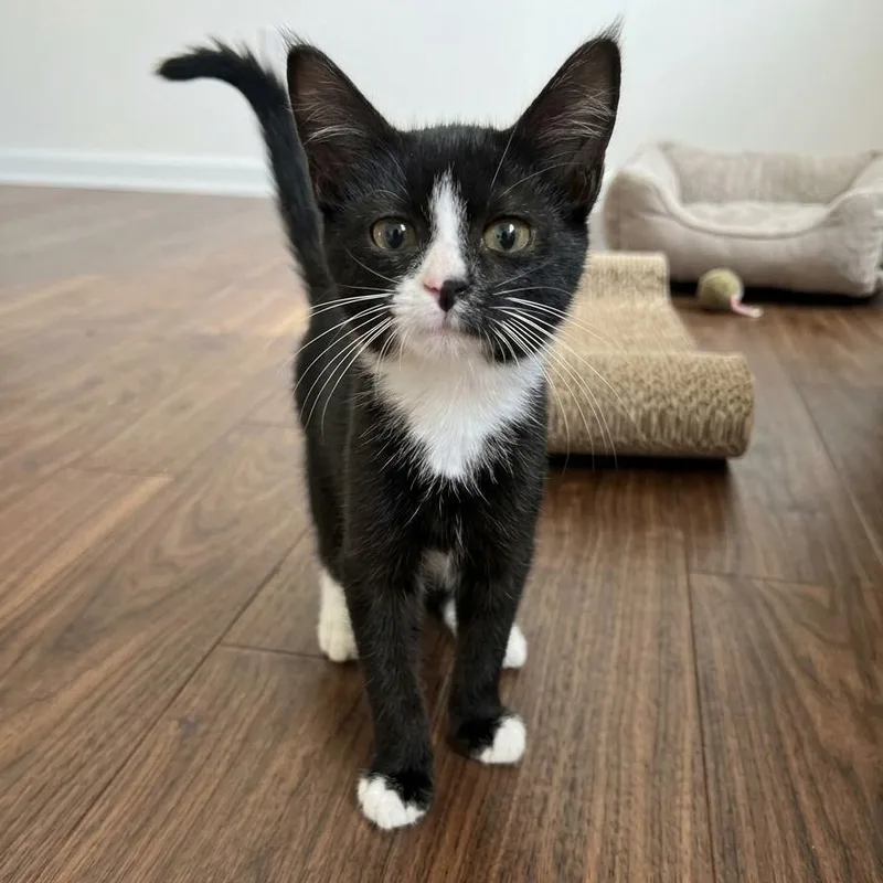 A baby medium-sized male Black American Shorthair cat named Ashe for adoption in Columbus, OH
