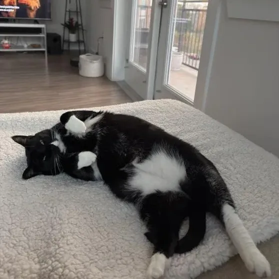An adult large-sized male Black Tuxedo cat named Boba for adoption in Pearland, TX