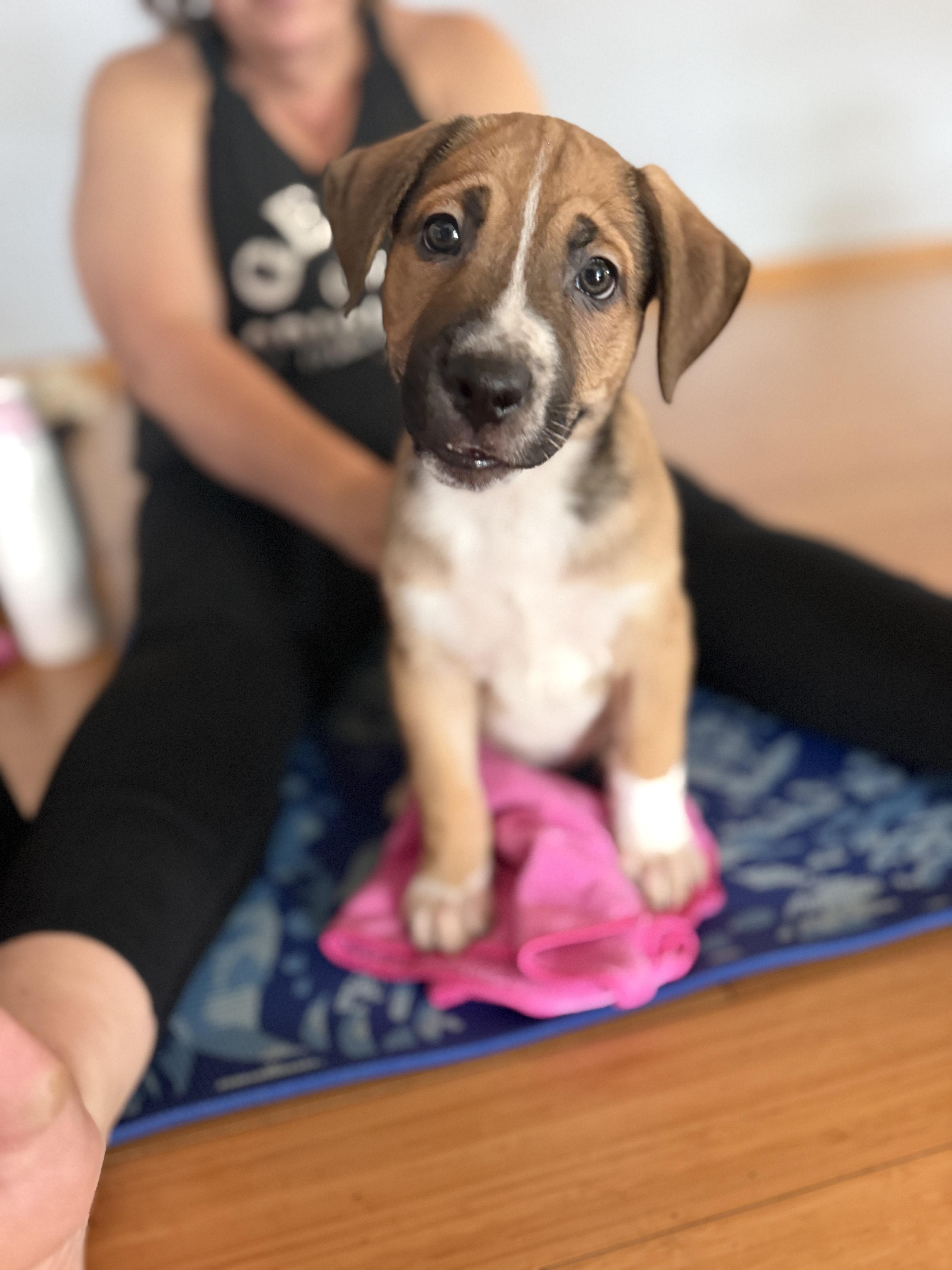A baby large-sized male Labrador Retriever dog named Simon Says for adoption in Pasadena, CA