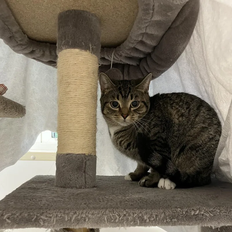 A young medium-sized female Brown / Chocolate Domestic Short Hair cat named Spirit for adoption in Bedford, NH