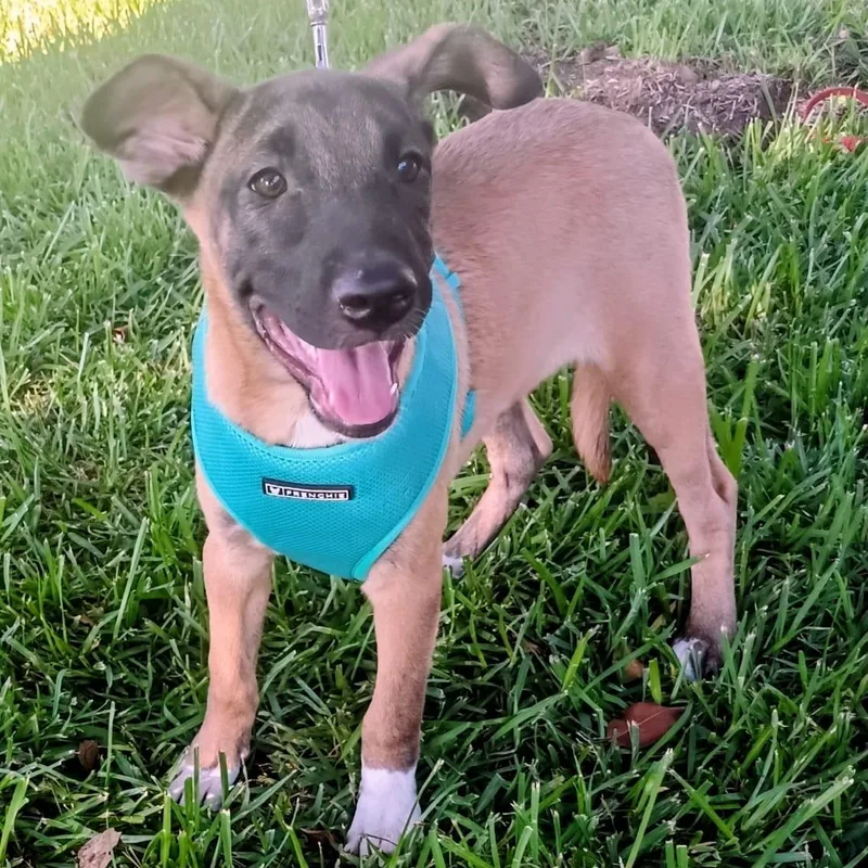 A baby medium-sized female Belgian Shepherd / Malinois dog named Carmin for adoption in Orange, CA
