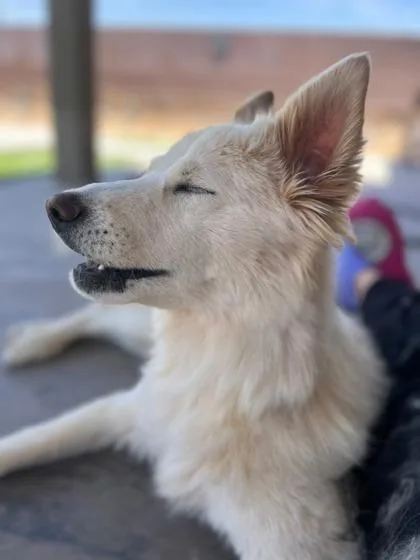 Nilla