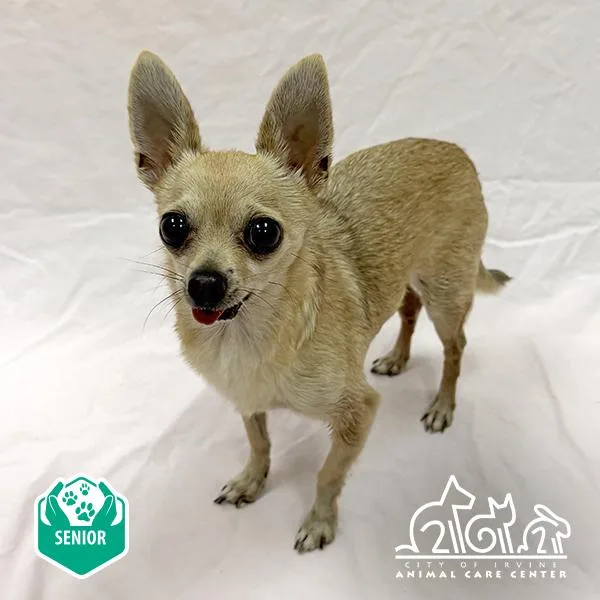 A senior small-sized male Chihuahua dog named Tanner for adoption in Irvine, CA