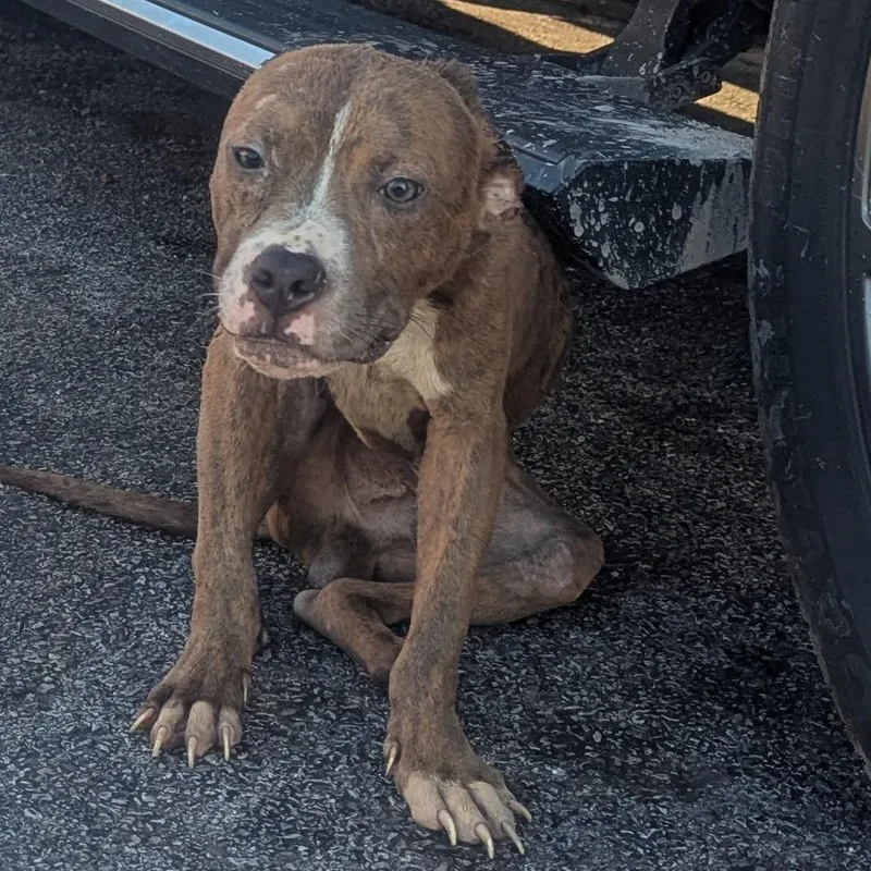 A young small-sized male Brindle Terrier dog named Miles Morales for adoption in St. Louis, MO