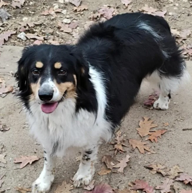 James Harlan thumbnail 3