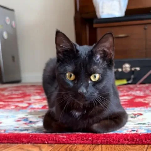 An adult medium-sized female Black Domestic Short Hair cat named Poplar for adoption in Evanston, IL