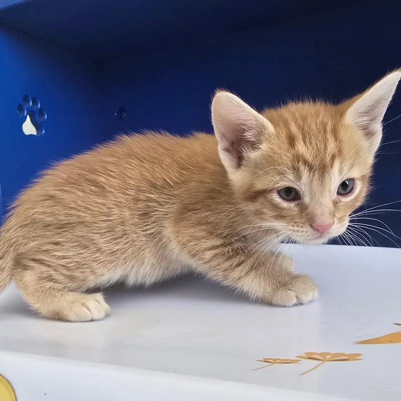 A baby small-sized male Orange / Red Domestic Short Hair cat named Percival for adoption in Las Cruces, NM