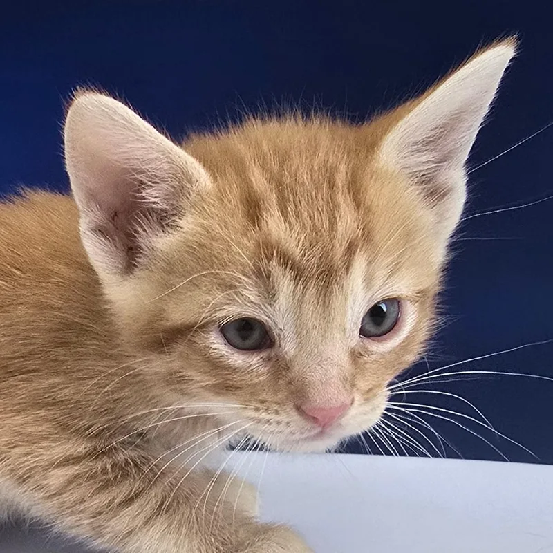Percival thumbnail 2