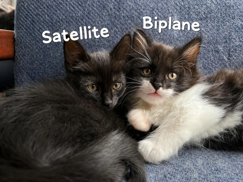 Satellite