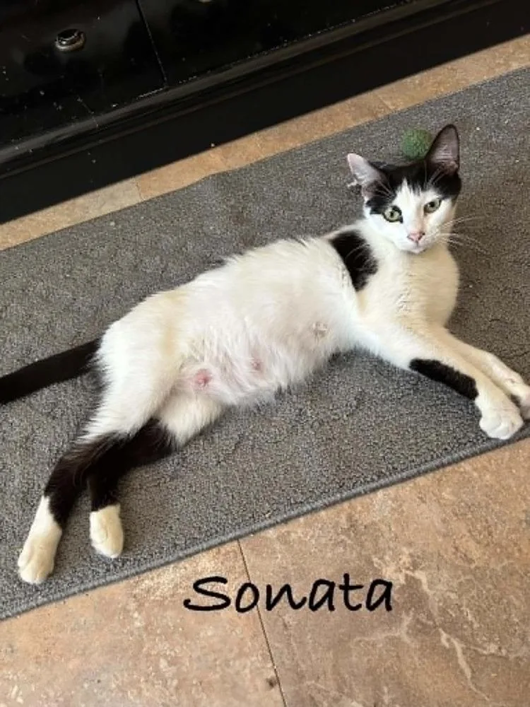 A young medium-sized female Black & White / Tuxedo Domestic Short Hair cat named Sonata for adoption in Groveland, MA