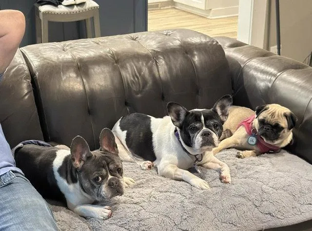 An adult small-sized male French Bulldog dog named Koda Kai for adoption in Alpharetta, GA