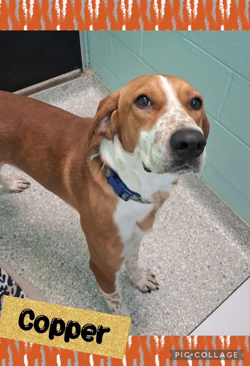 An adult large-sized male Red / Chestnut / Orange Mixed Breed dog named Copper for adoption in Iron River, MI