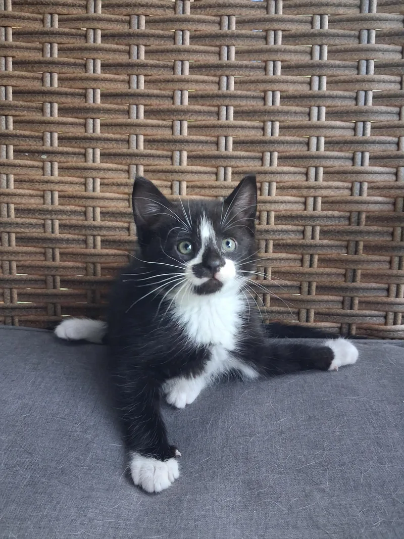 A baby small-sized male Domestic Short Hair cat named Frank Sinatra for adoption in Hershey, PA