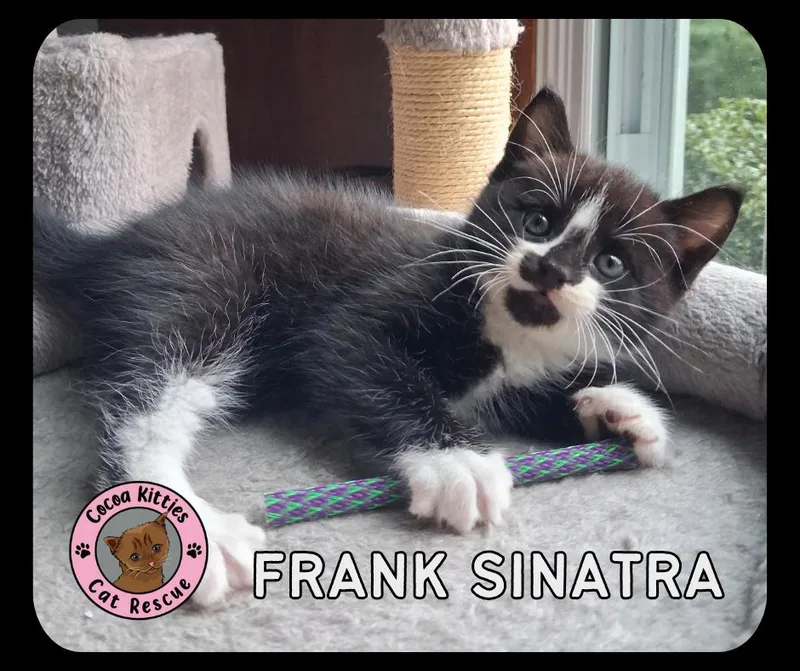 Frank Sinatra thumbnail 4